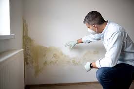 Why You Should Choose Our Mold Remediation Services in Fort Collins, CO